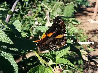 Antanartia borbonica