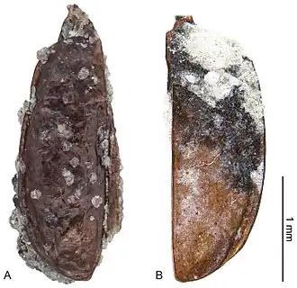 Окаменелость Antarctotrechus balli