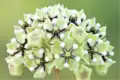 Asclepias asperula