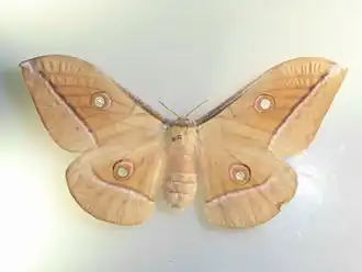 Antheraea godmani