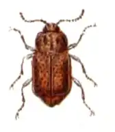 Anthobium melanocephalum