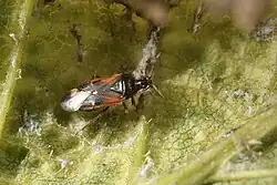 Anthocoris gallarumulmi