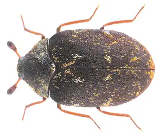 Anthrenus museorum
