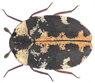 Anthrenus scrophulariae