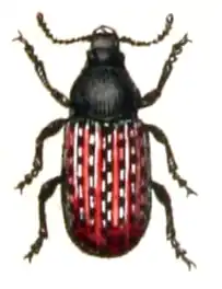 Anthribus fasciatus Forster 1770