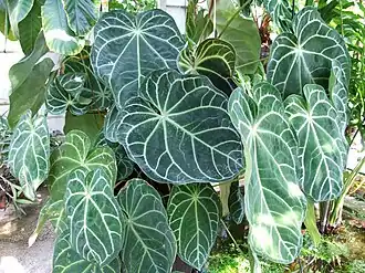 Общий вид растения