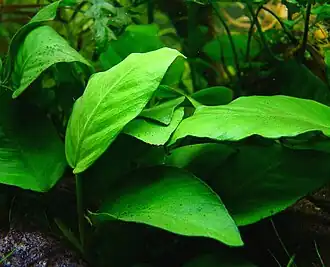 Anubias barteri var. nana, общий вид растения в аквариуме