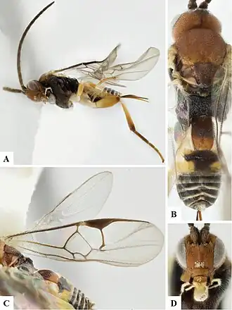 Apanteles alejandromasisi