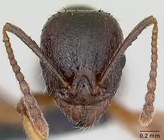 Aphaenogaster subterranea