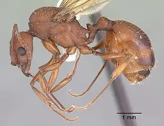 Aphaenogaster treatae