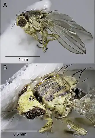 Aphaniosoma aegyptium, самец, голотип