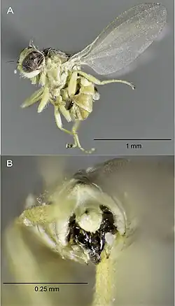 Самец, голотип