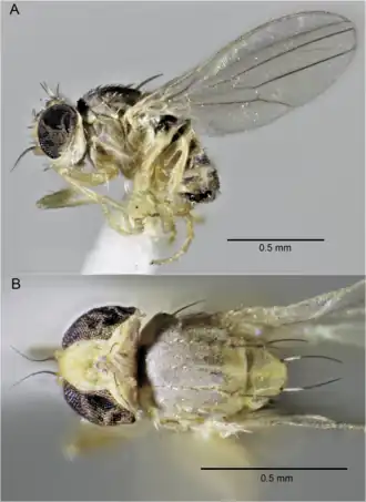 Самец, голотип