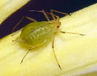 Настоящая тля