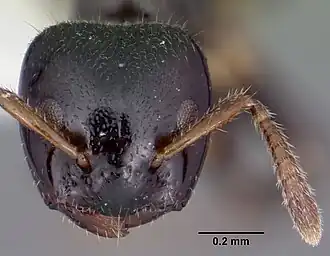 Муравей Aphomomyrmex afer