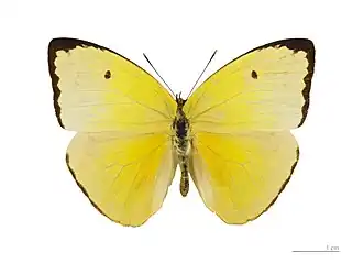Aphrissa statira statira