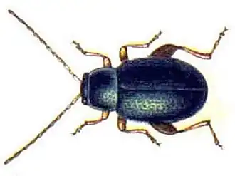 Aphthona herbigrada