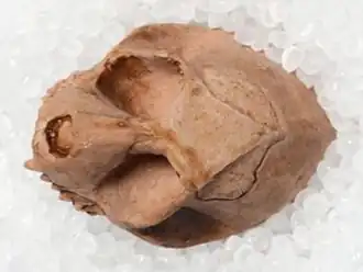 Череп Apidium phiomense