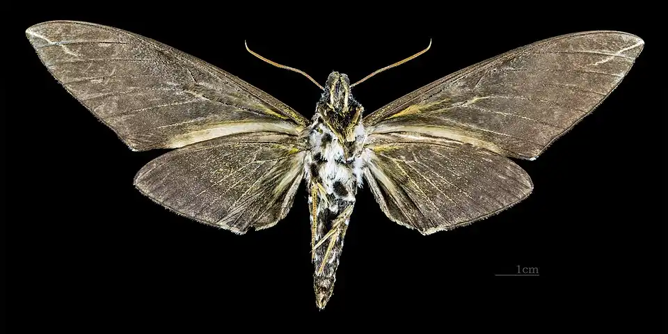 Apocalypsis velox  ♀ △