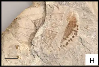 Отпечаток крыла