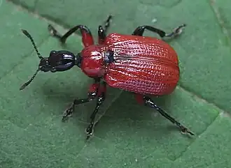 Apoderus coryli