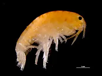 Apohyale prevostii, самец