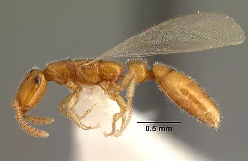 Крылатая самка