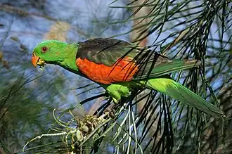 Краснокрылый попугай, самец