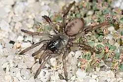 Самка Aptostichus hedinorum