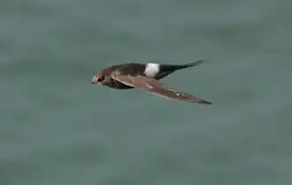 Белопоясничный стриж гнездится в Сибири и на Дальнем Востоке, зимует в Австралии, Индонезии и юге Индии; круглогодично живет в Юго-Восточной Азии и предгорьях Гималаев