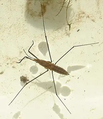 Водомерка Gerris