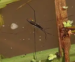 Aquarius paludum