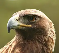 Беркут24 января 2010