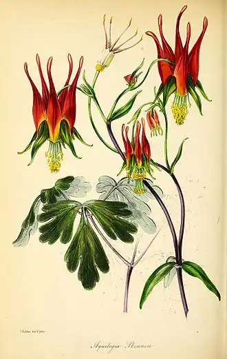 Иллюстрация из «Ботанического журнала Пакстона» (1843)