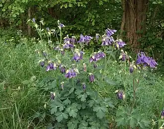 Водосбор обыкновенный (Aquilegia vulgaris) — типовой вид рода Водосбор.  Общий вид группы цветущих растений