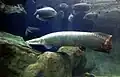 Арапайма, (Arapaima gigas) — крупнейшая пресноводная рыба в мире.