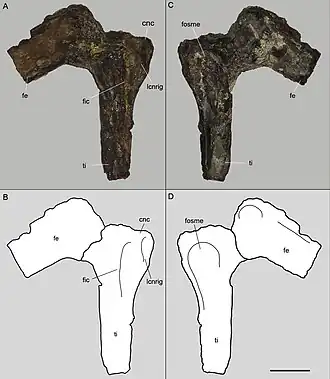 Фрагмент голотипа (бедренная и большеберцовая кости)