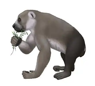 The subfossil lemur Archaeoindris