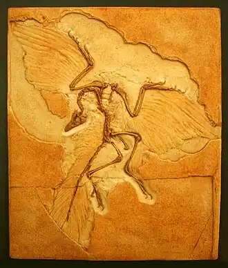 Археоптерикс. Берлинский экземпляр