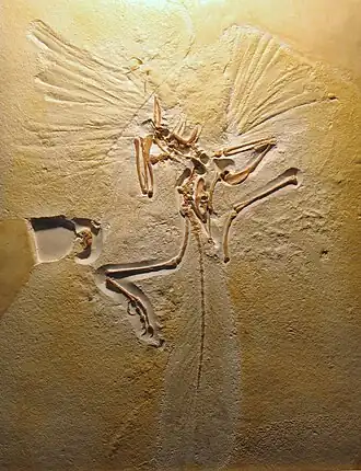 Голотип археоптерикса