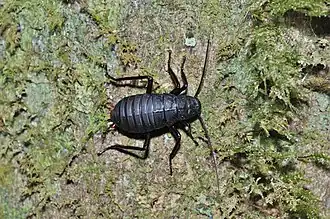 Archiblatta beccarii