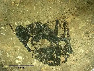 Муравей Archimyrmex wedmannae