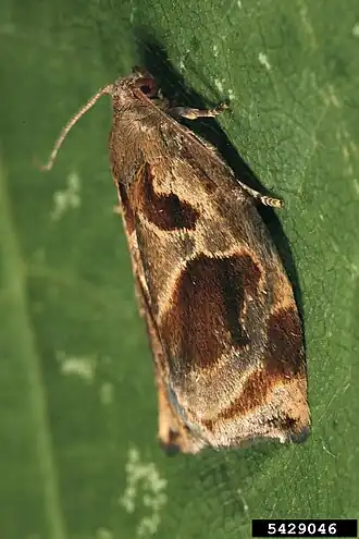 Боярышниковая листовёртка