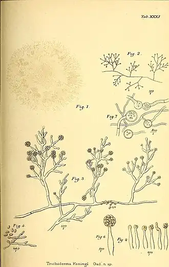 Оригинальная иллюстрация из работы Удеманса (1902)
