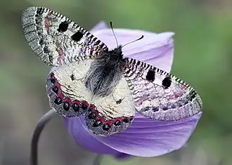 Самец Archon apollinus bellargus