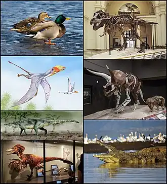 1-й столбец: кряквы, Dimorphodon macronyx, Saurosuchus galilei, Deinonychus antirrhopus;
2-й столбец: Tyrannosaurus rex, грубые трицератопсы, нильский крокодил.