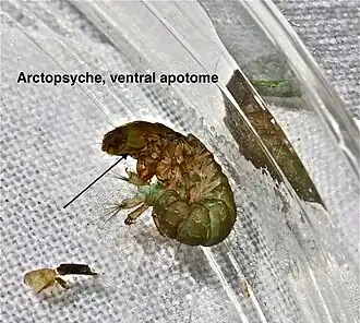 Личинка ручейника из рода Arctopsyche