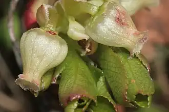 Цветки с венчиками от беловатого до розоватого цвета