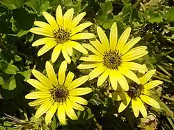 Arctotheca calendula