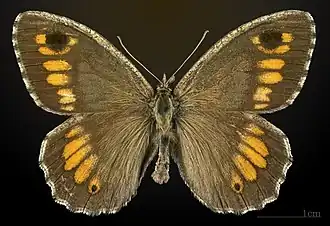 Бархатница аретуза